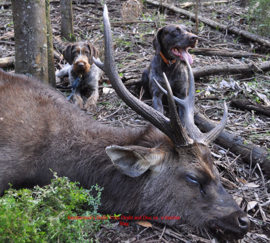 drahthaars & jagd terriers